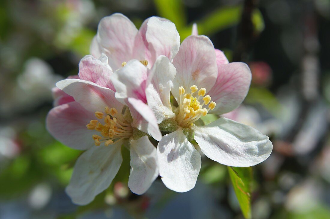 Apfelblüten am Baum (Nahaufnahme)
