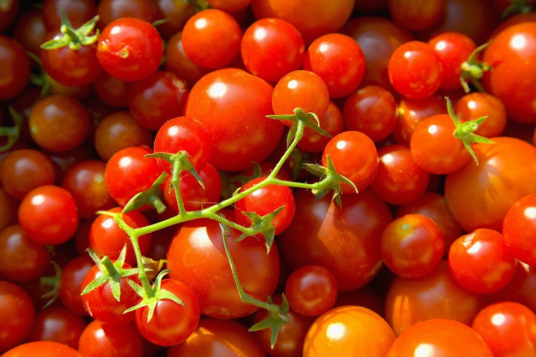 Tomaten und Cherrytomaten (bildfüllend)