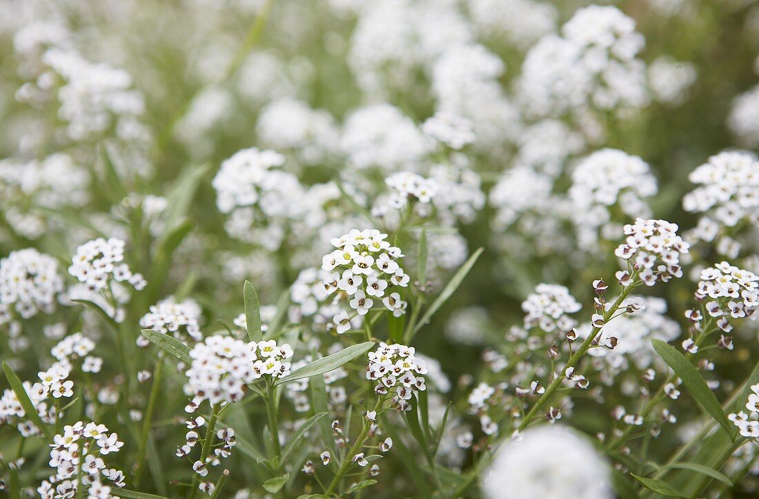 weiße Blumen auf einer Wiese