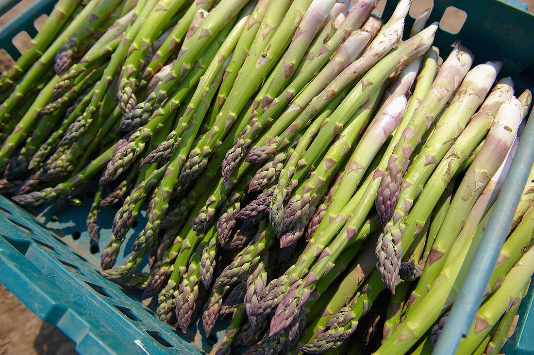 Frisch geernteter grüner Spargel in Kiste (Suffolk, England)