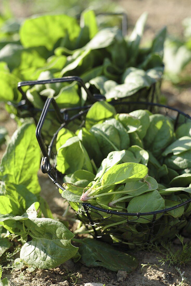 Fresh spinach in wire baskets in the field