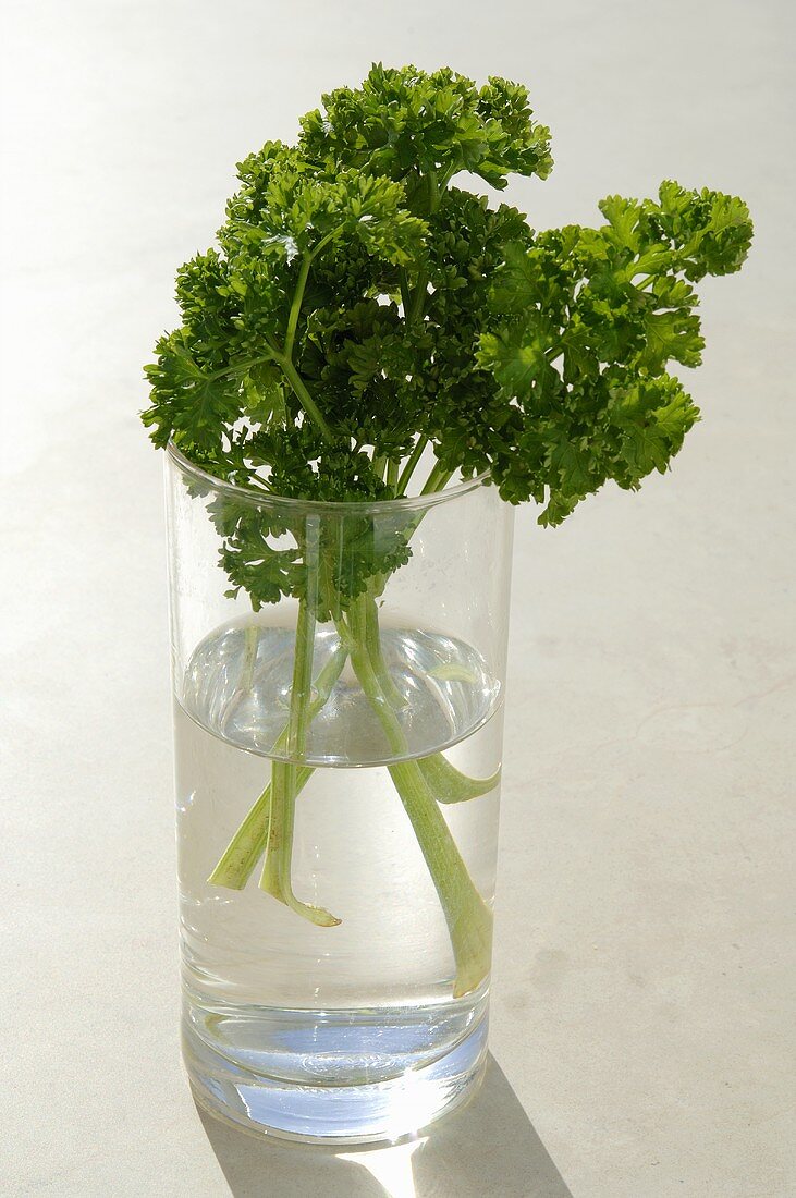 Curly leaf parsley in a glass of water