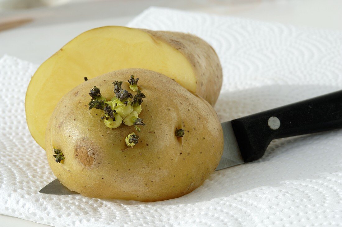 Bientje Kartoffel mit Austrieben (10 Tage gelagert)