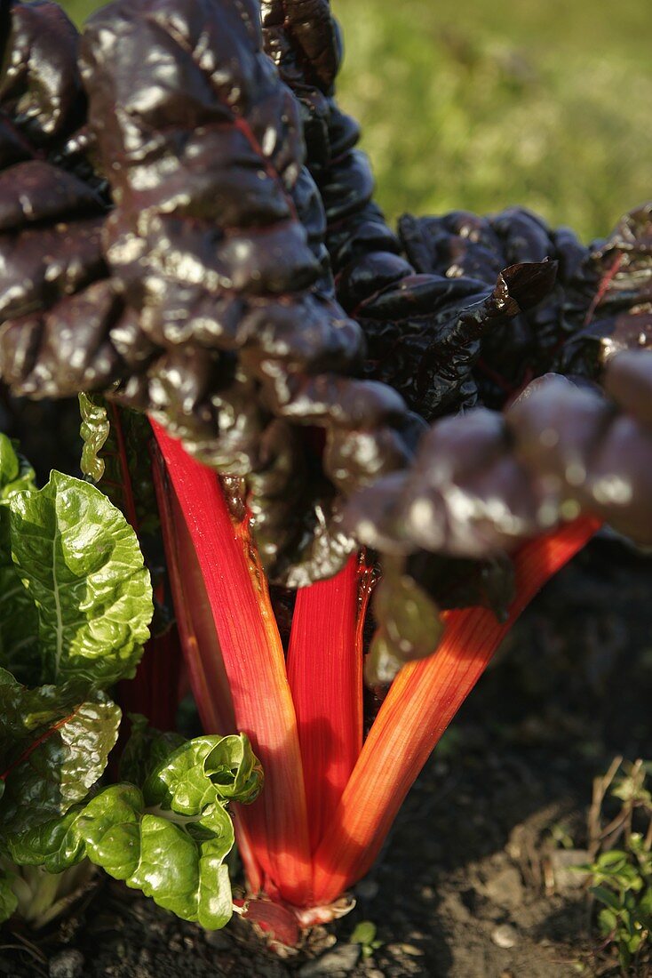 Red chard