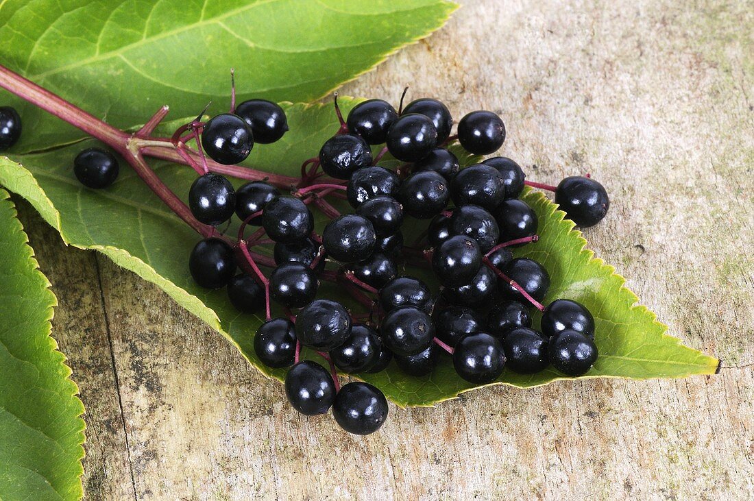 Holunderbeeren auf Blatt