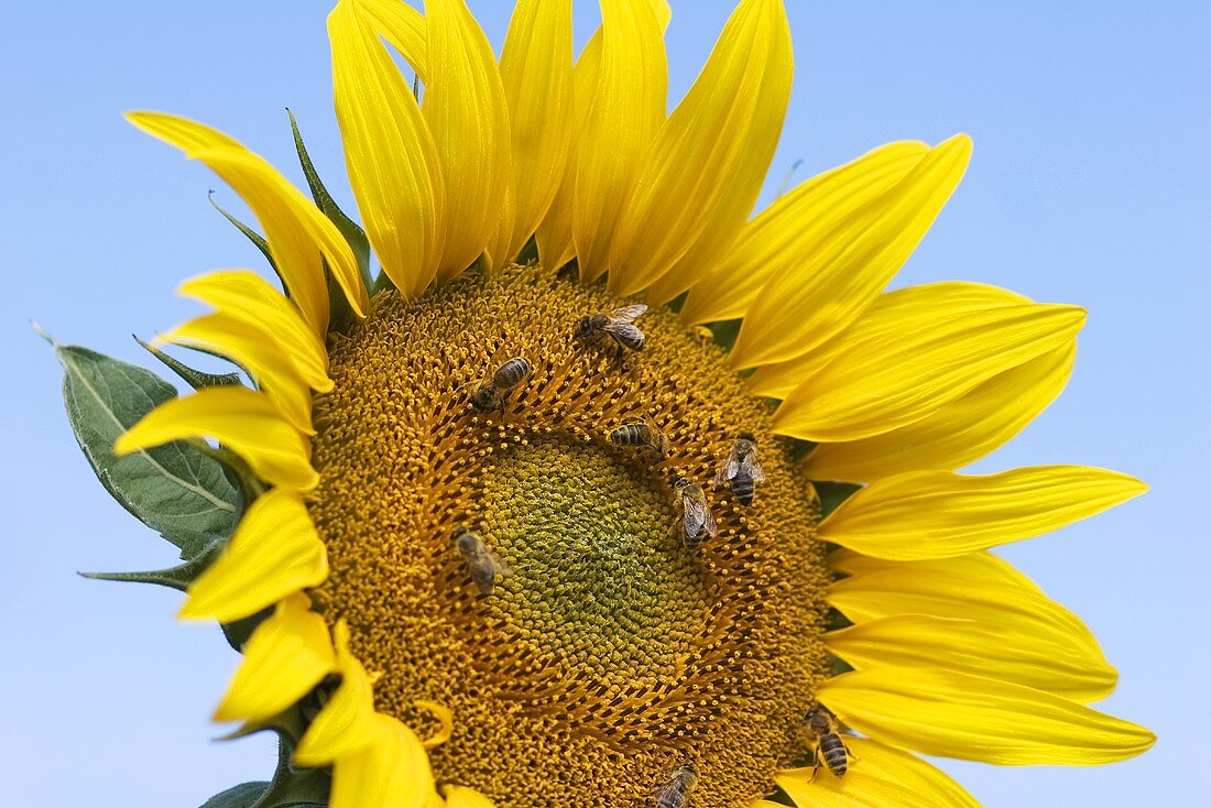 A sunflower with bees