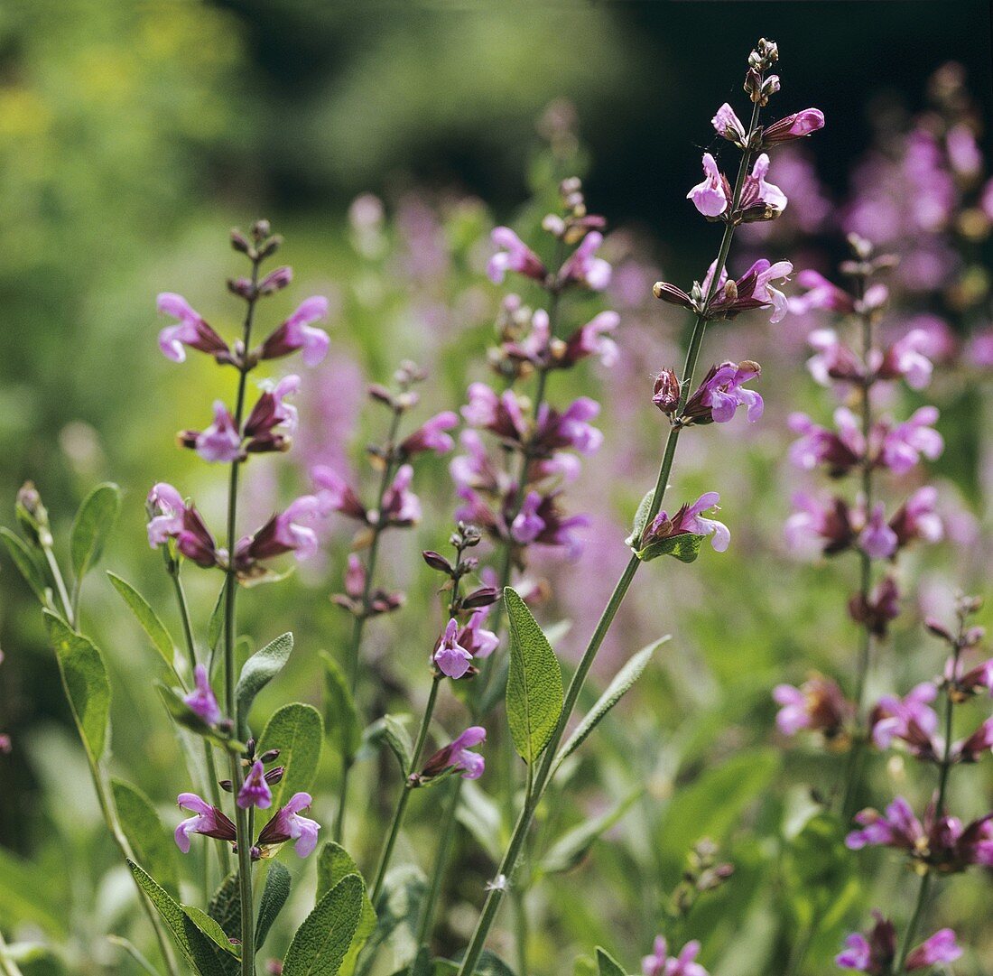 Flowering sage