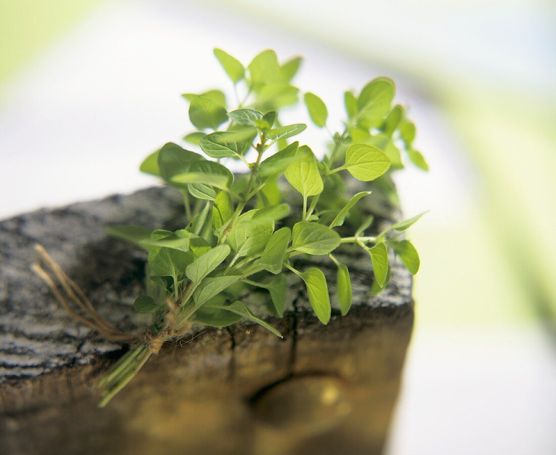 A bunch of fresh marjoram