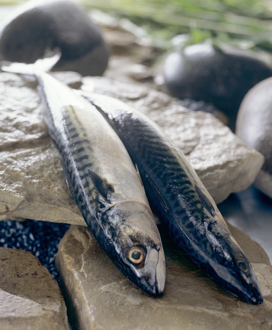 Fresh mackerel on stones