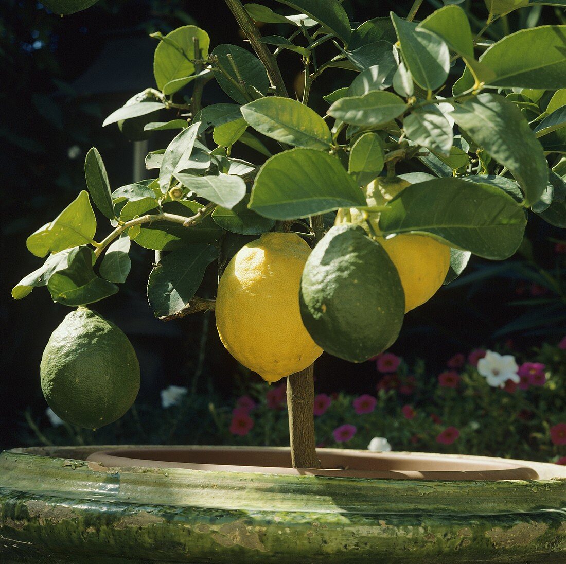 Ripe and unripe lemons on a small tree