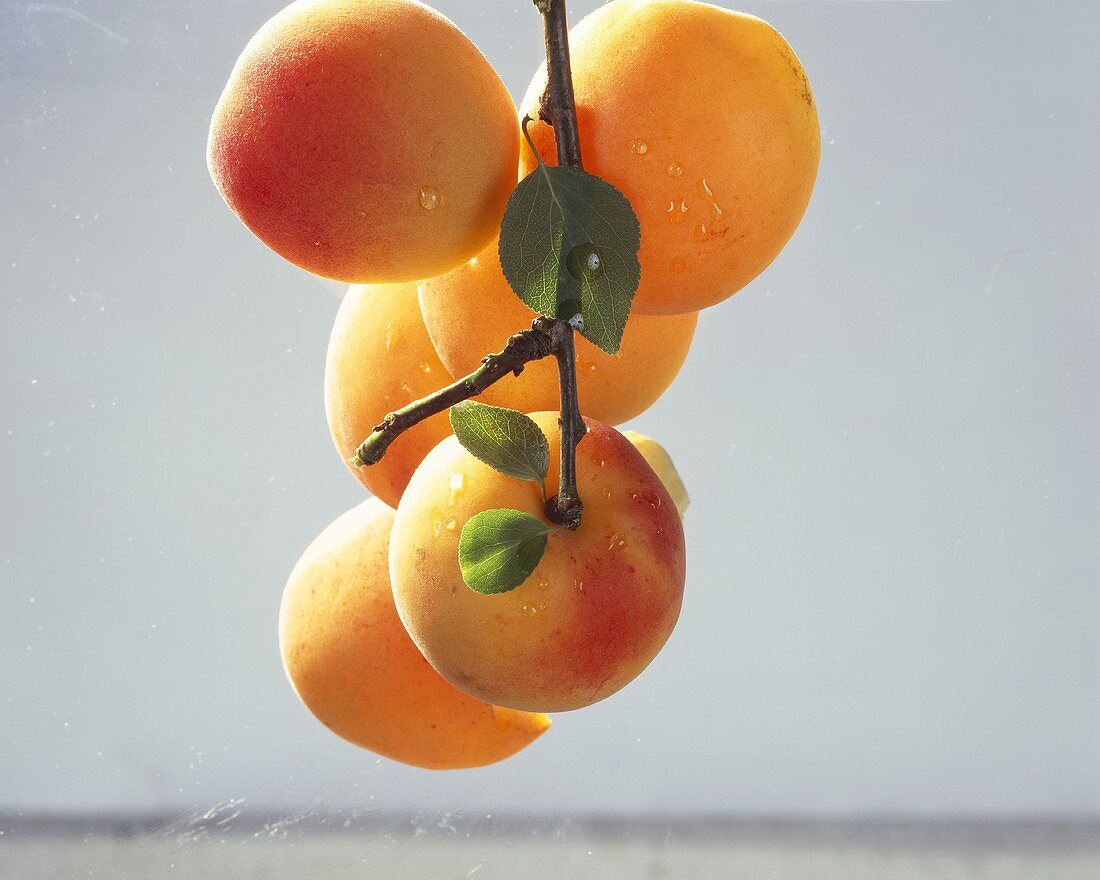 Several apricots