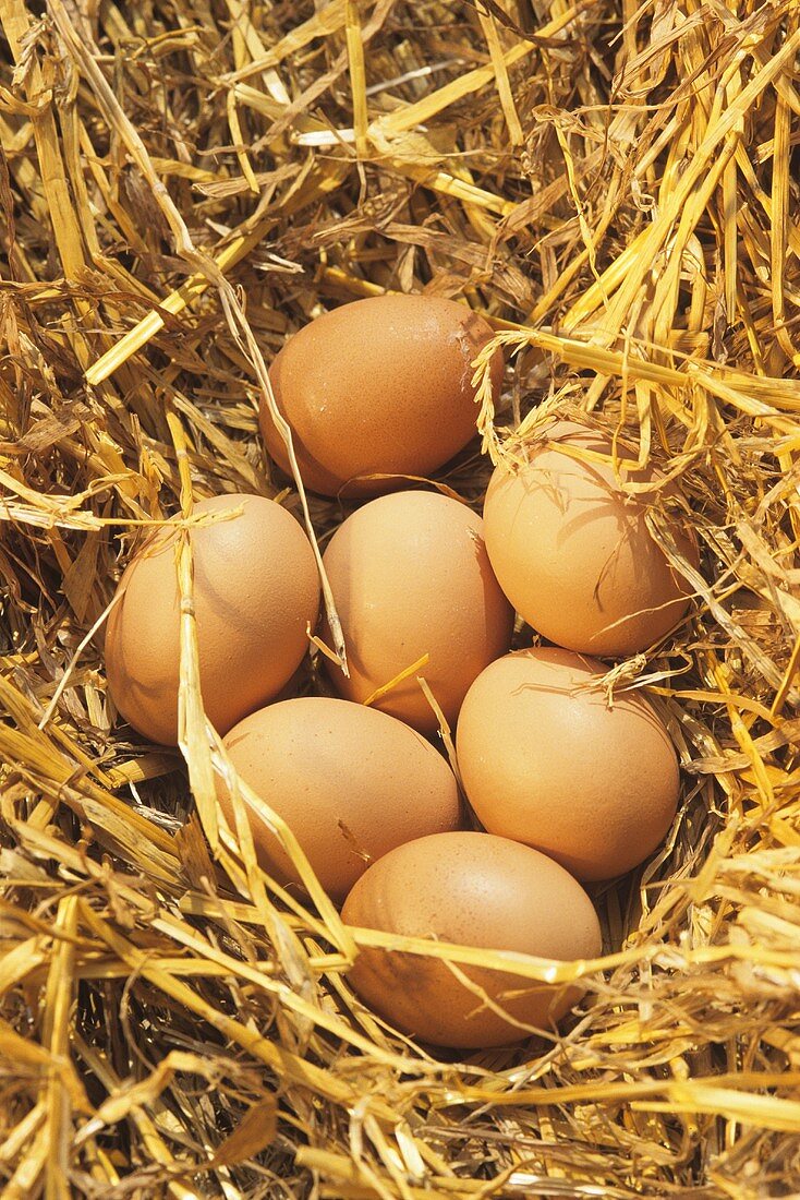 Sieben braune Eier im Stroh