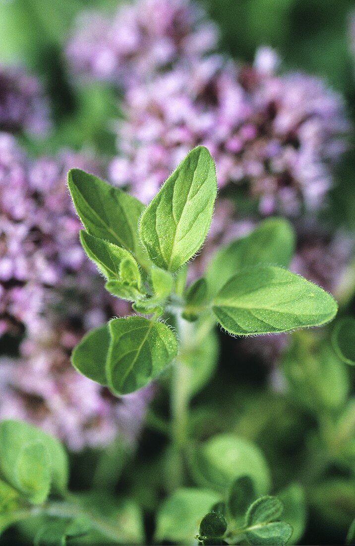 Marjoram