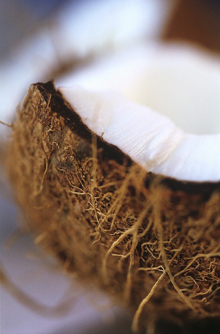 Coconut