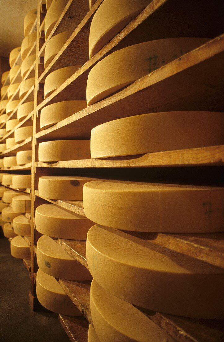 Wheels of cheese in a ripening cellar (Vorarlberg mountain cheese)