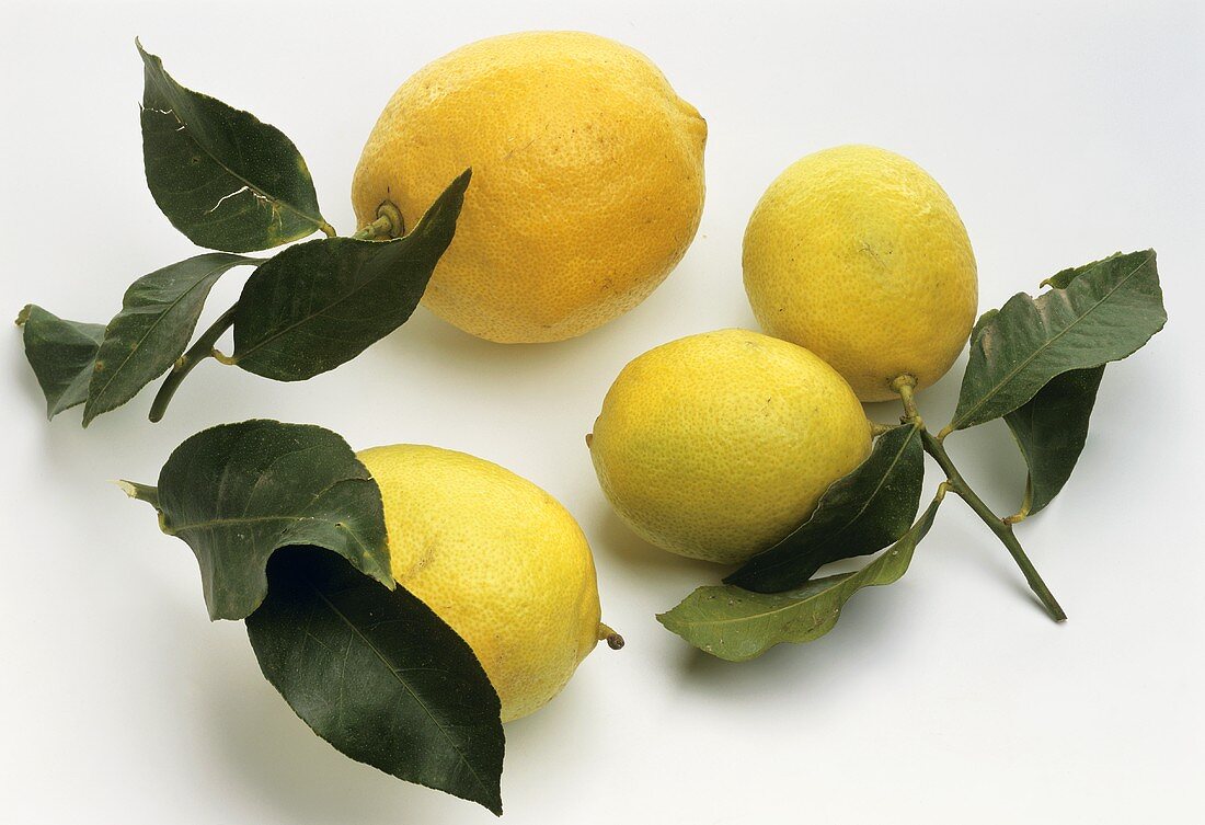 Zitronen mit Blättern