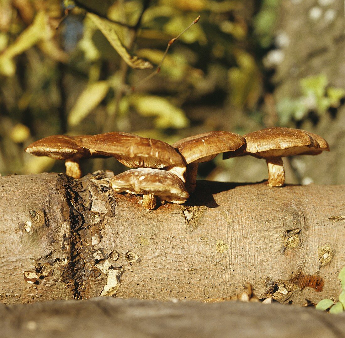 Shiitake mushrooms growing on a log