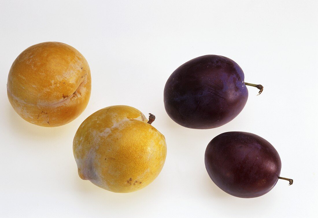Two yellow plums and two purple plums