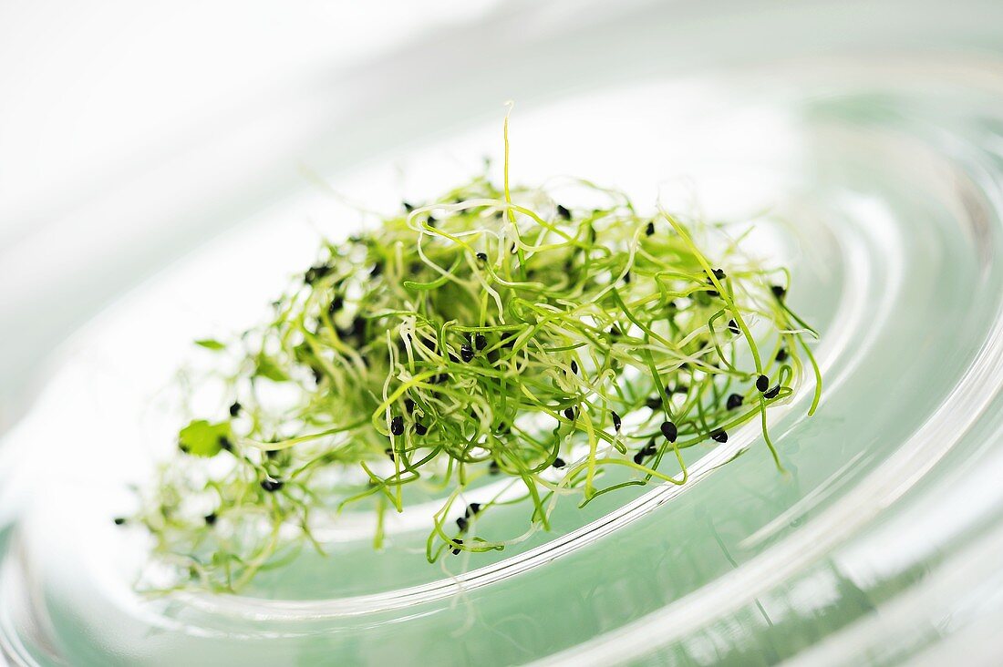 Spring onion sprouts on a glass plate