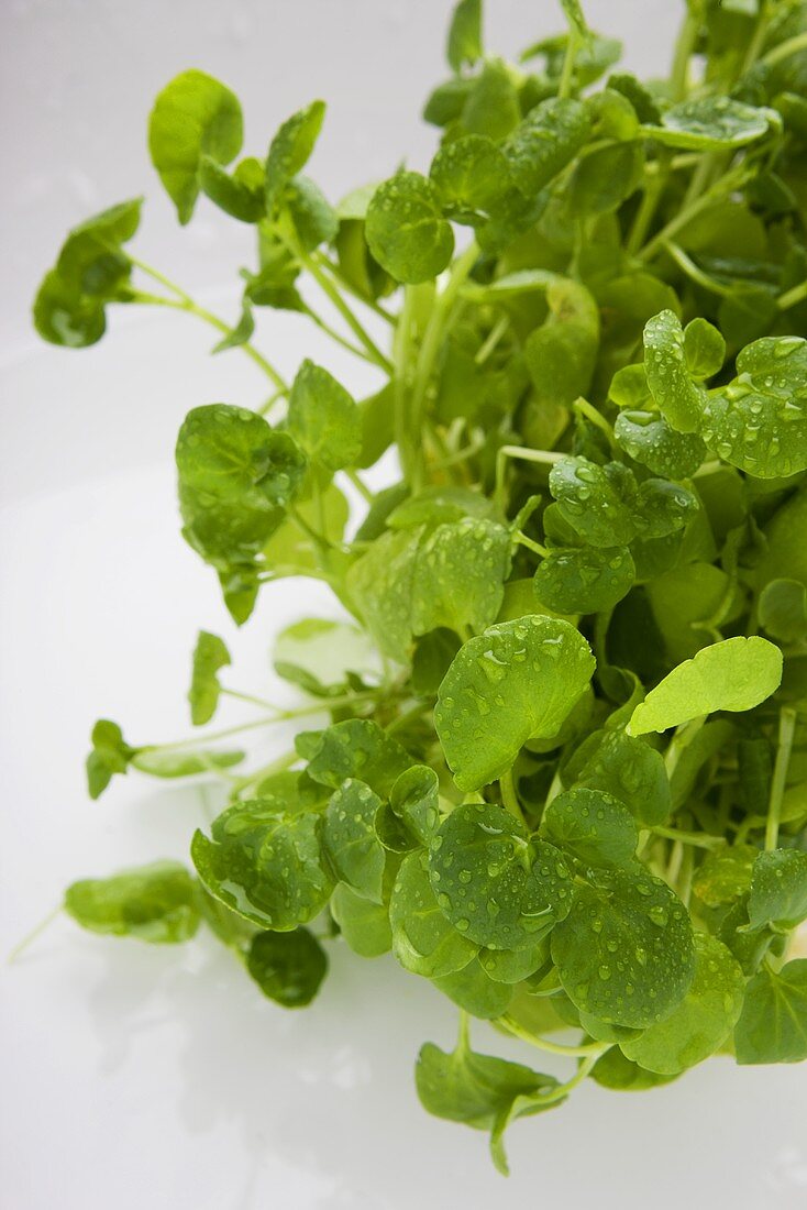 Fresh watercress with drops of water
