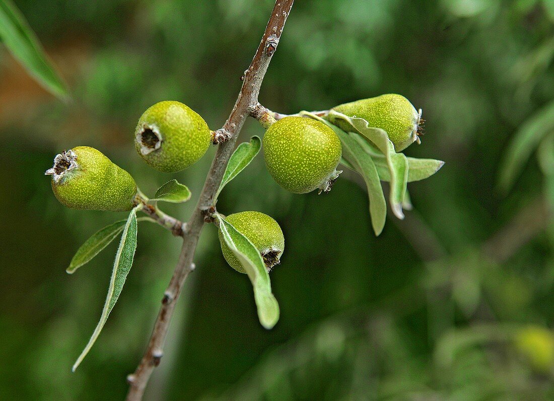 Ripening quinces on a branch