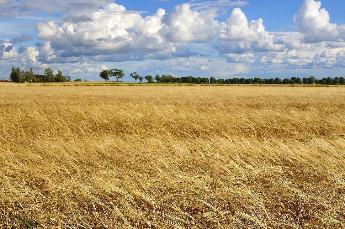Field of grain in Sweden