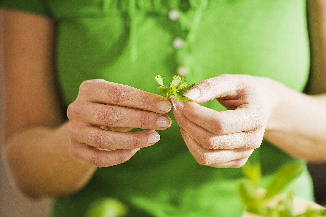 Woman holding a parsley leaf