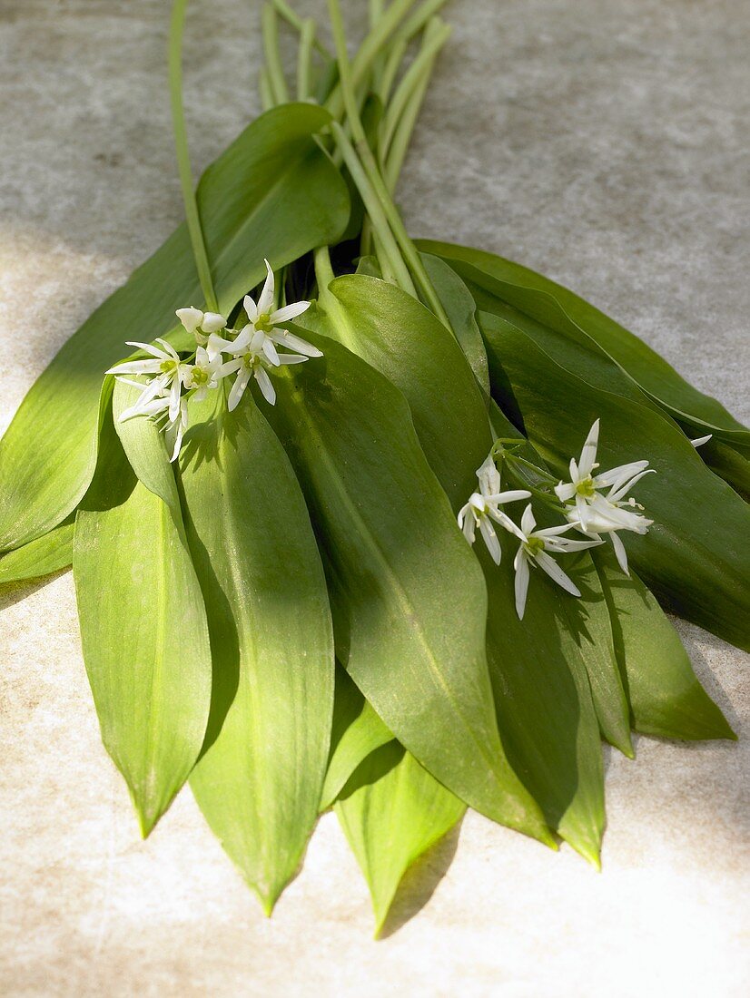 Fresh ramsons (wild garlic) leaves and flowers