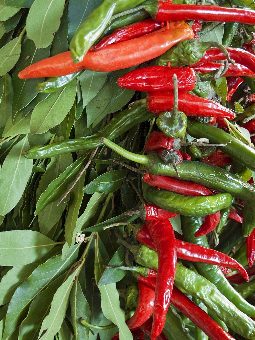 Fresh bay leaves and chillies