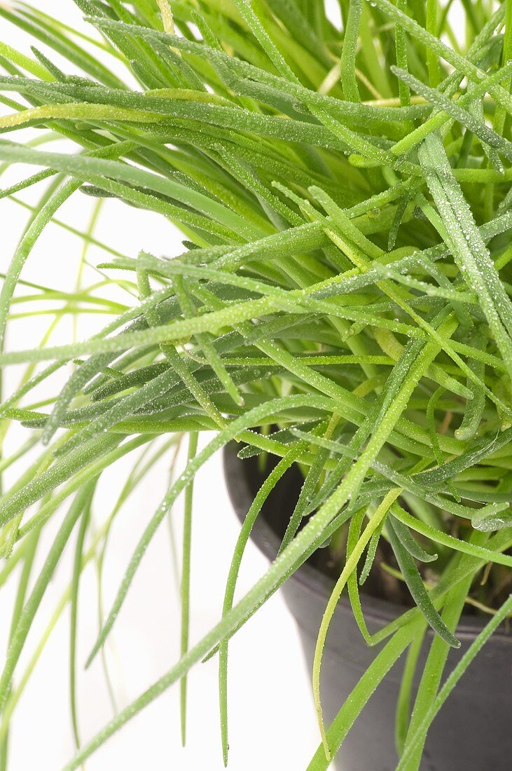 Chives with drops of water in pot