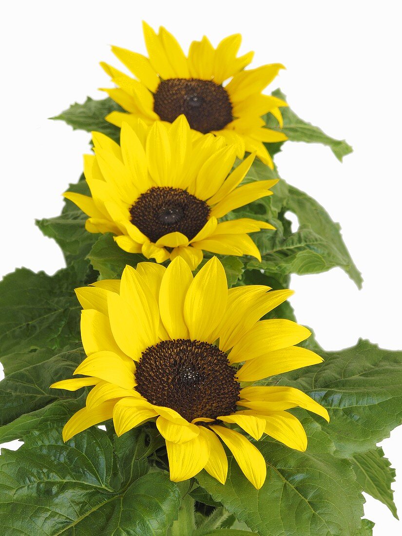 Three sunflowers