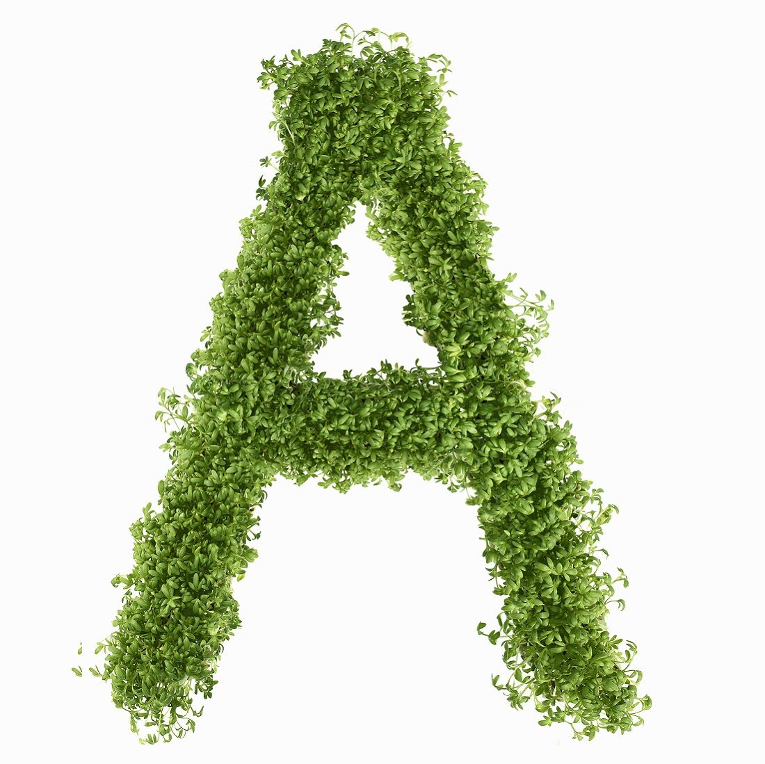 The letter A in cress
