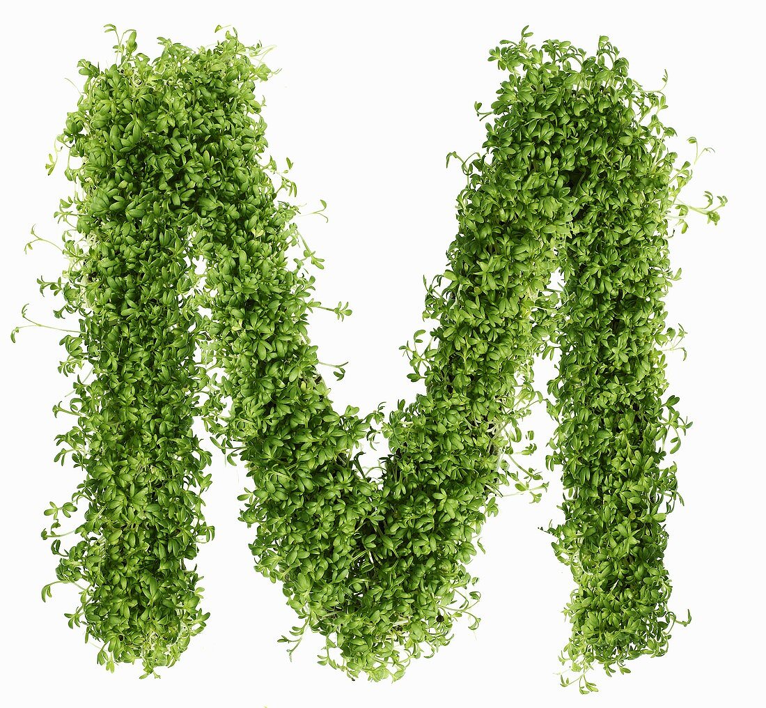 The letter M in cress