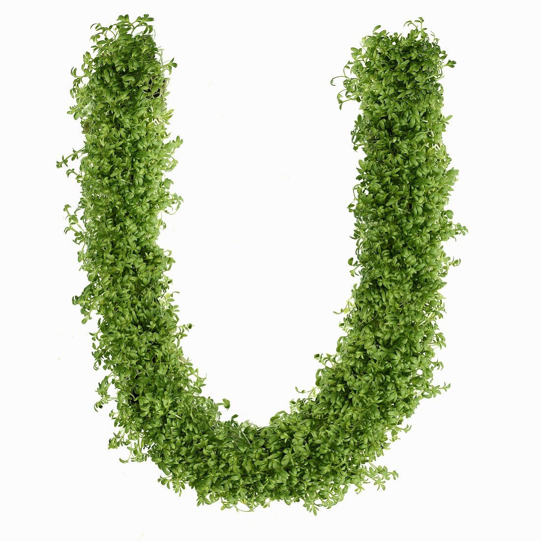 The letter U in cress