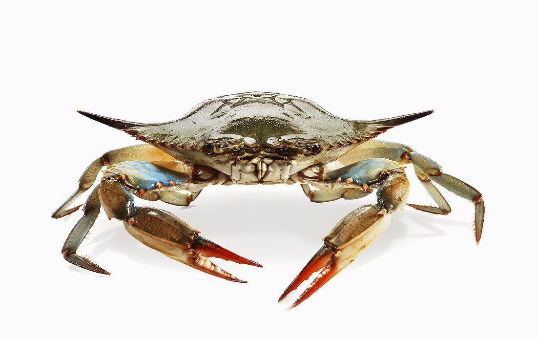 Fresh Whole Crab on White Background