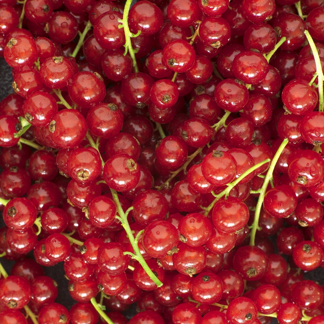 Rote Johannisbeeren (bildfüllend)