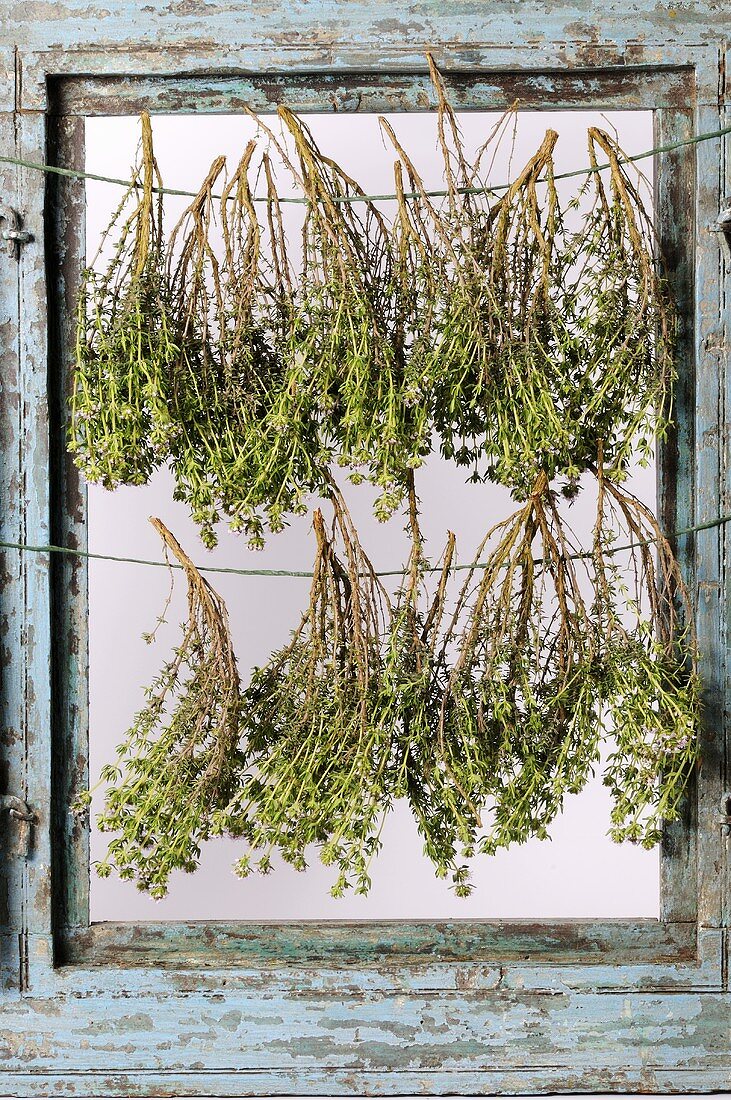 Thyme hanging up to dry by window