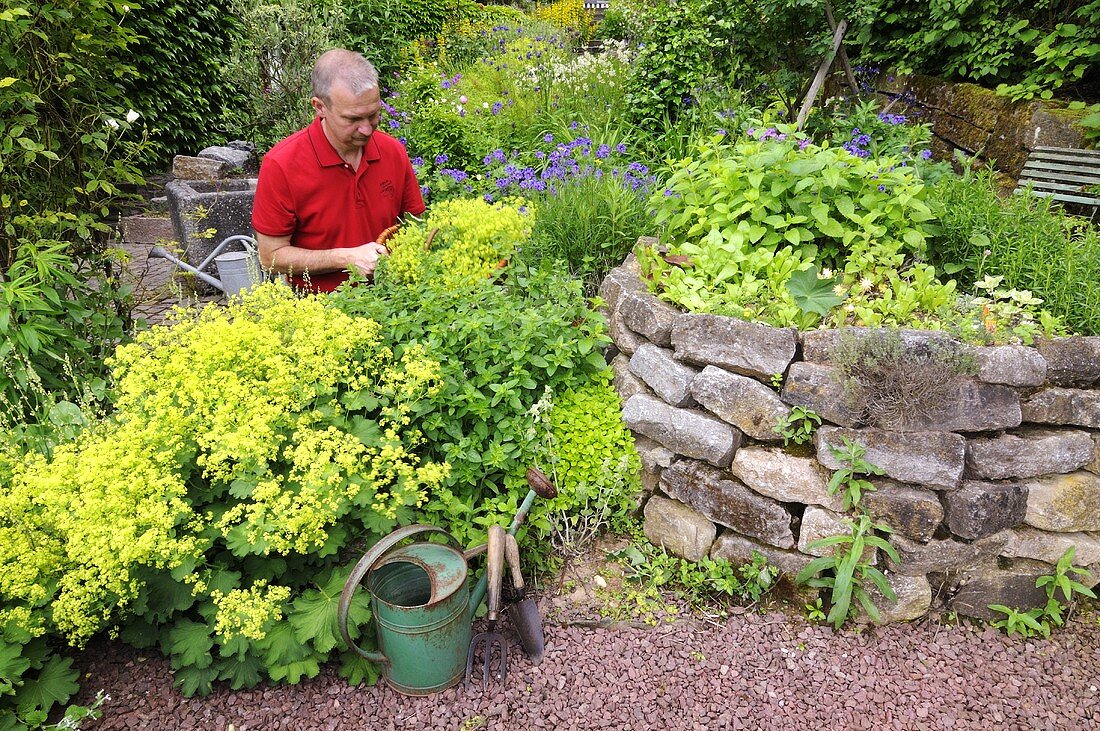 Mann erntet Frauenmantel im Kräutergarten