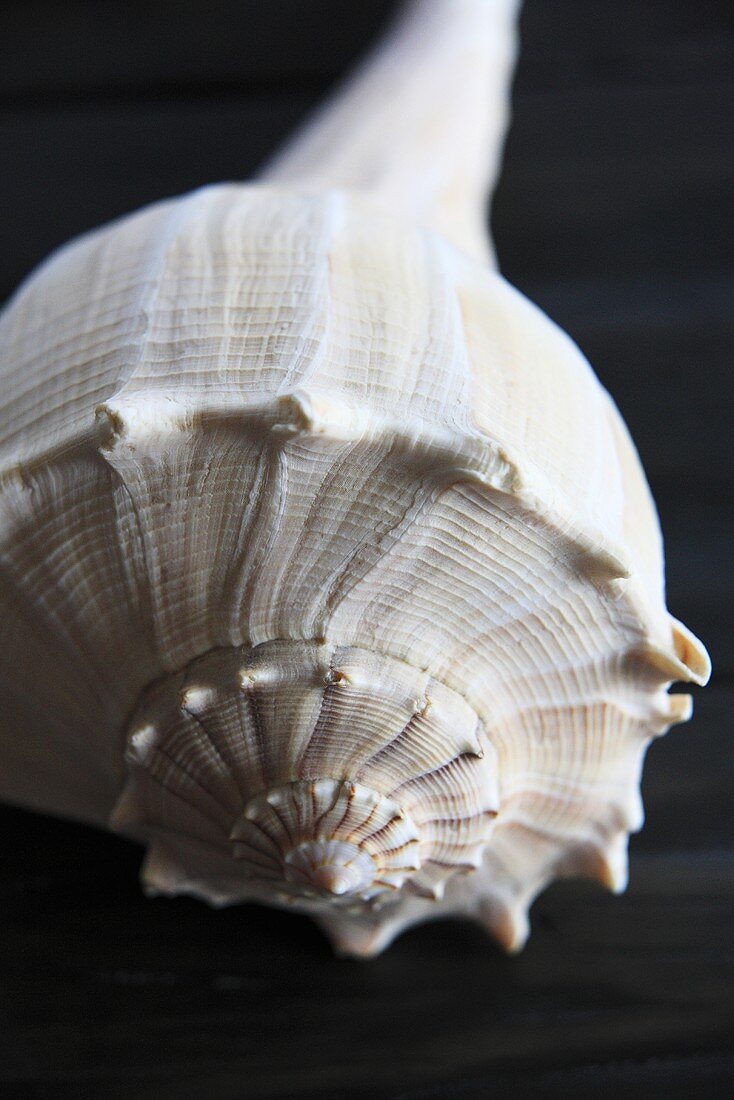 A snail shell (close up)