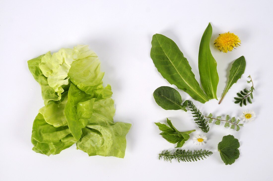 Salatblätter und Wildgemüse (Löwenzahn, Sauerampfer, Schafgarbe, Wiesenknopf)