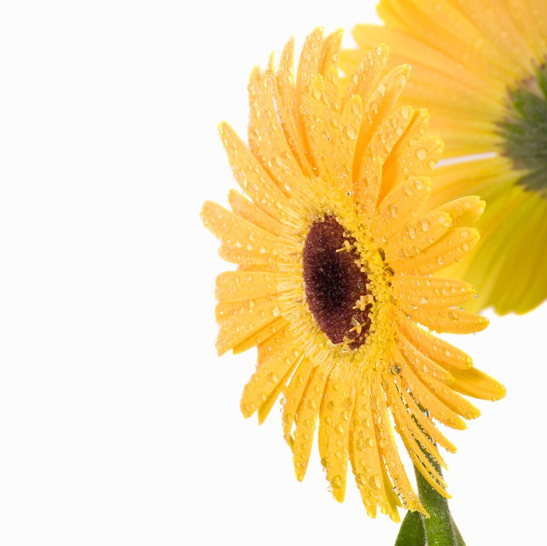 Gelbe Gerbera mit Wassertropfen