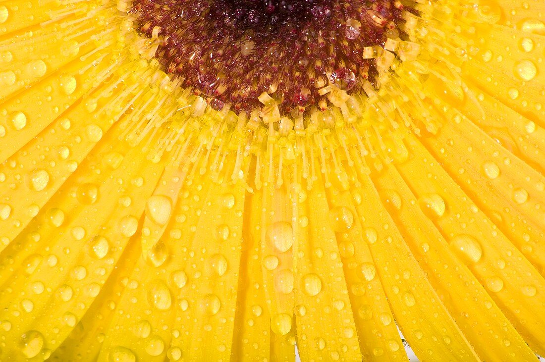 Gelbe Gerbera mit Wassertropfen (Close Up)