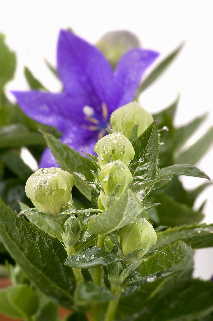 Ballonblume mit Knospen und Wassertropfen