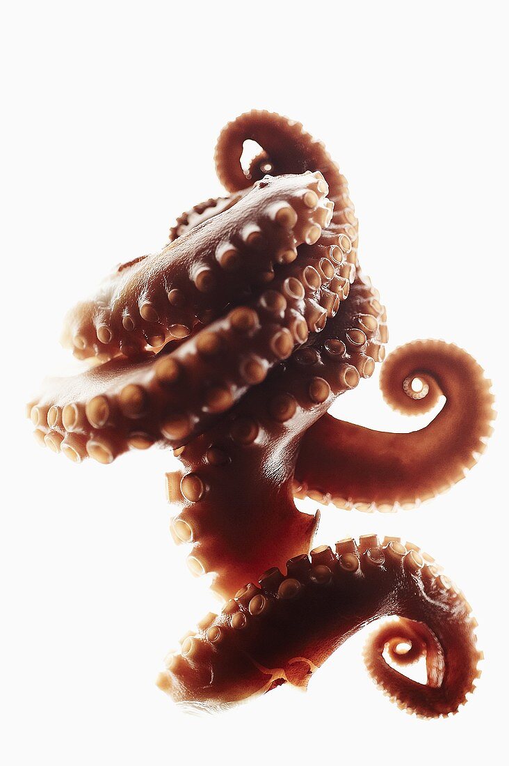 Octopus Tentacles on White Background