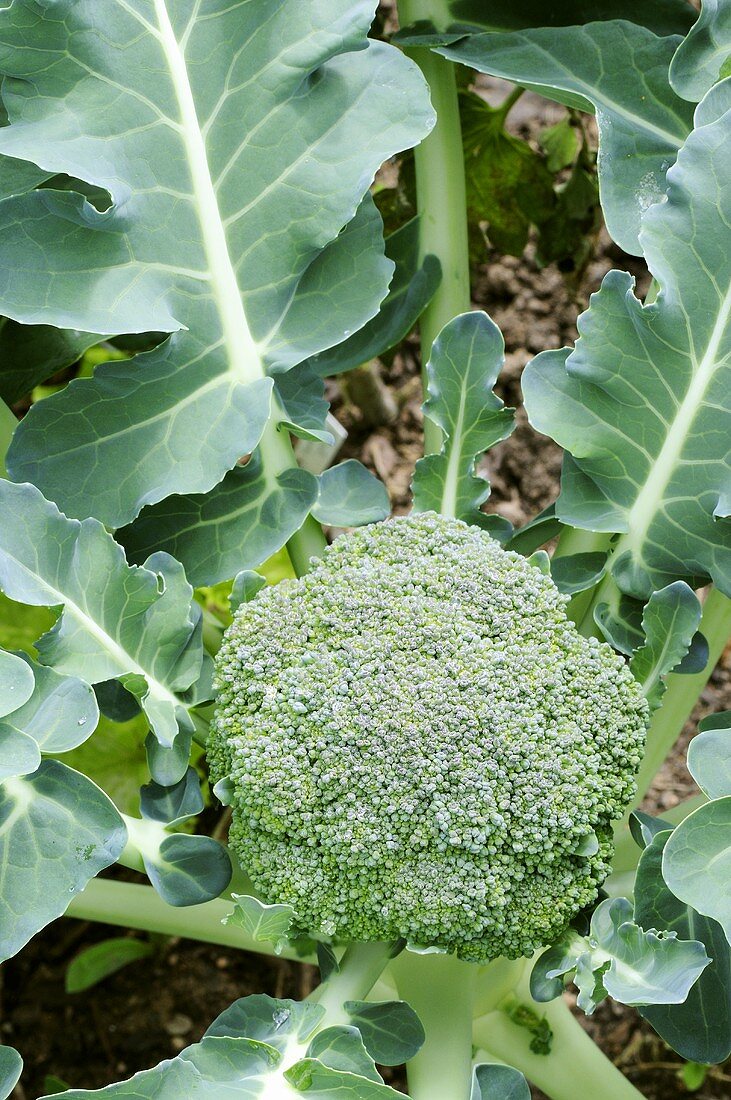 Brokkoli im Gemüsebeet