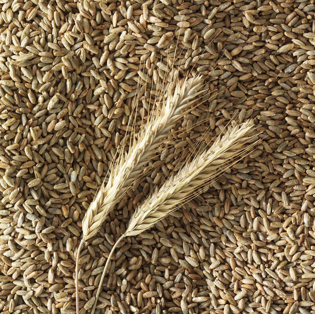 Ears of rye on rye grains