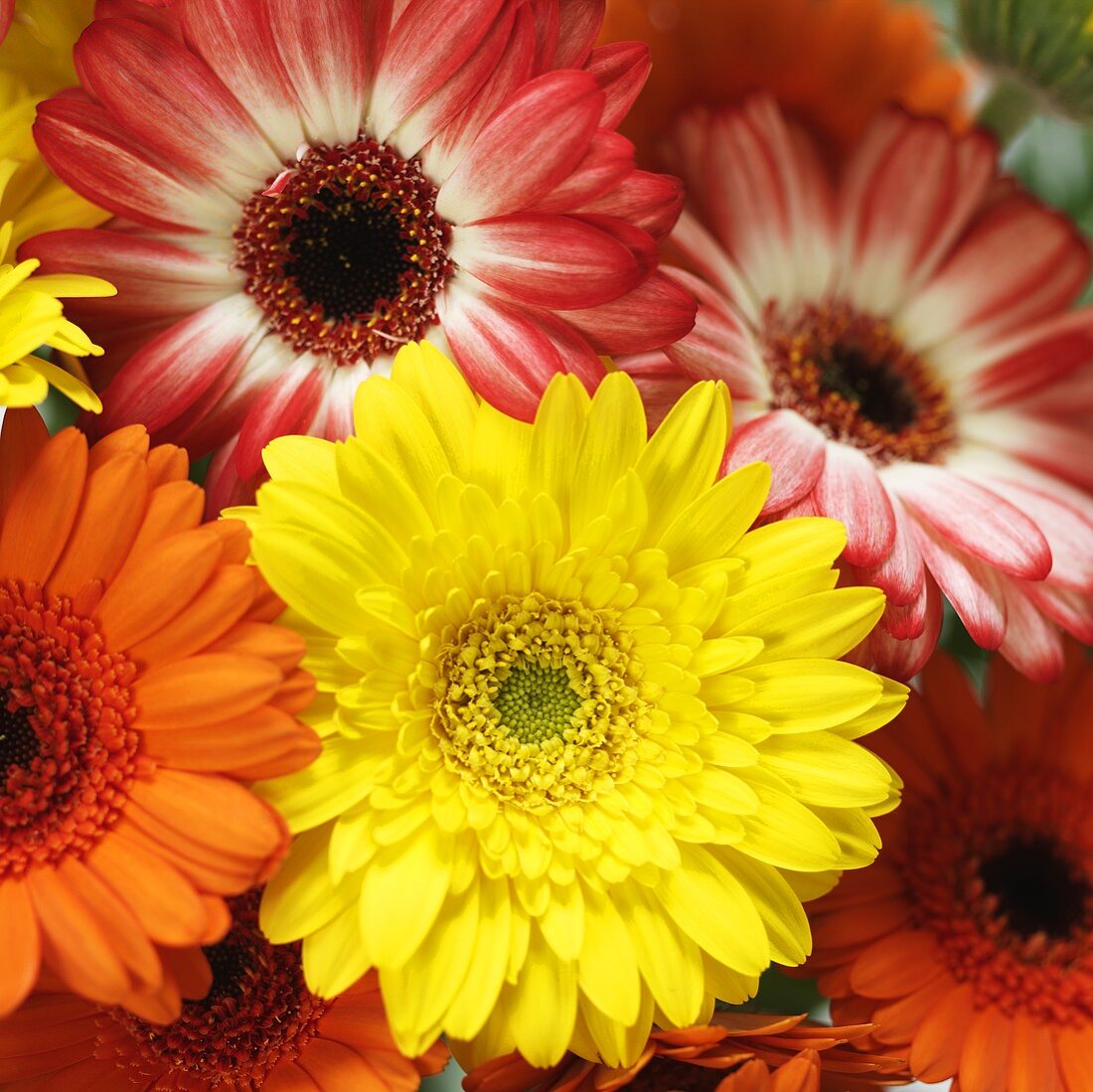 Gerbera in verschiedenen Farben