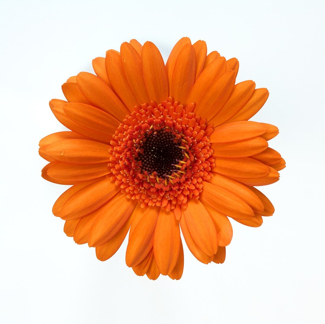 Orange gerbera