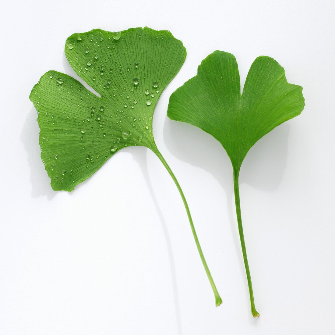 Gingkoblätter mit und ohne Wassertropfen