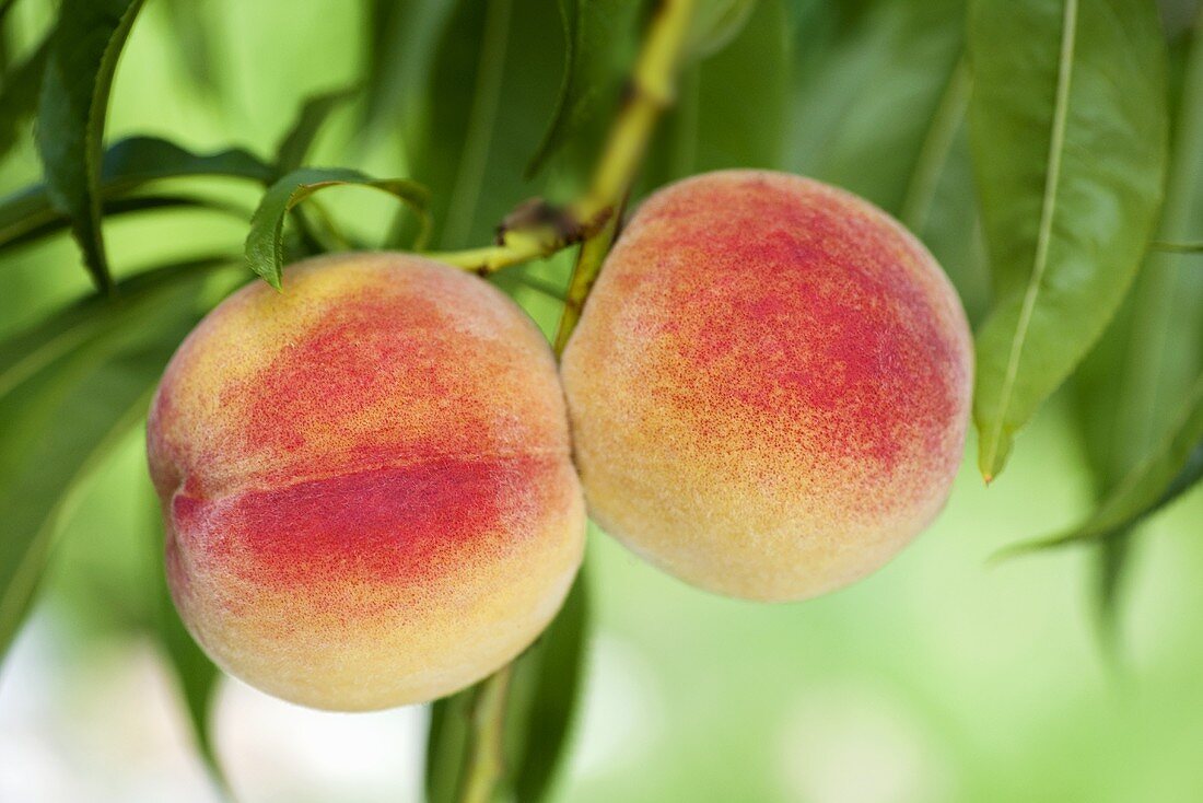 Peaches on the branch